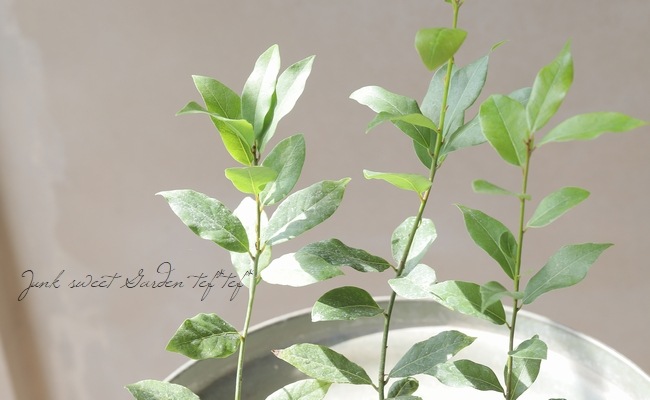 家庭菜園】 月桂樹・ローリエ | すべての商品 | | Junk sweet Garden