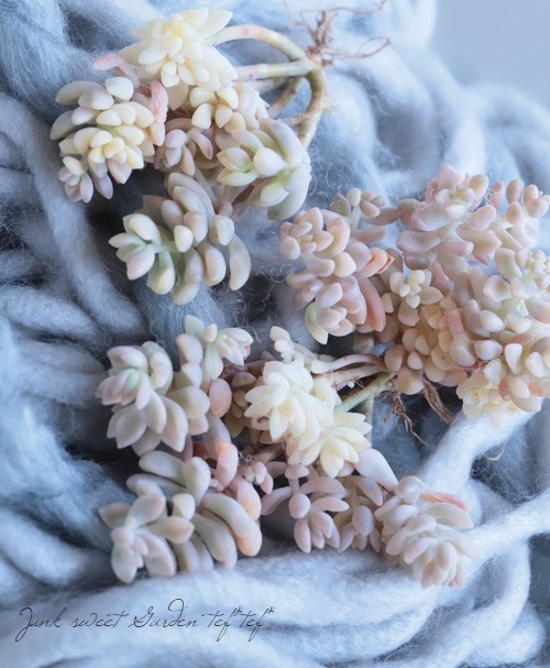 ¿ʪ إ٥ϥ󥹶ӡ١ץȥڥ°