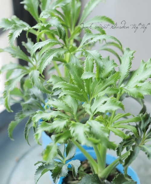 松村園芸・カラーリーフのクリスマスローズ 『フェチダスカーリー