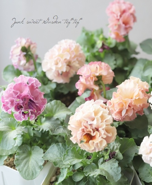 ローヴドゥアントワネット：ロココ ○佐藤さん育種・個性派パンジー・ローヴ・ドゥ・アントワネット