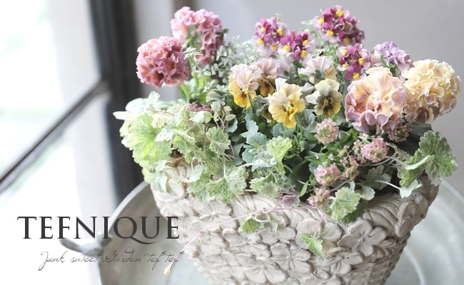 ○佐藤さん育種・個性派パンジー・ローヴ・ドゥ・アントワネット