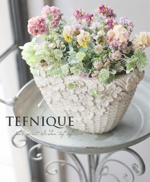 ○佐藤さん育種・個性派パンジー・ローヴ・ドゥ・アントワネット