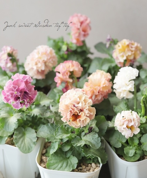 アントワネット フラワーアレンジメント 特大サイズ ロココ ○佐藤さん育種・個性派パンジー・ローヴ・ドゥ・アントワネット