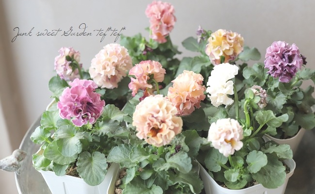 ○佐藤さん育種・個性派パンジー・ローヴ・ドゥ・アントワネット