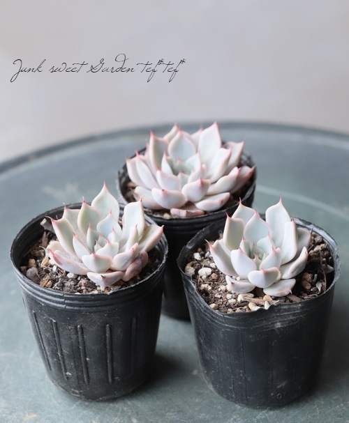 多肉植物】 『ピンクザラコーサ』 エケベリア属☆ | すべての商品