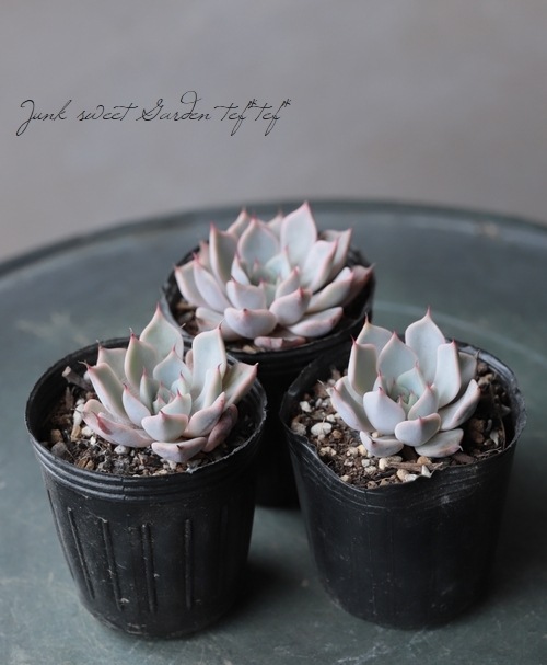 ��¿����ʪ�ۡ��إԥ󥯥��饳�����١������٥ꥢ°��