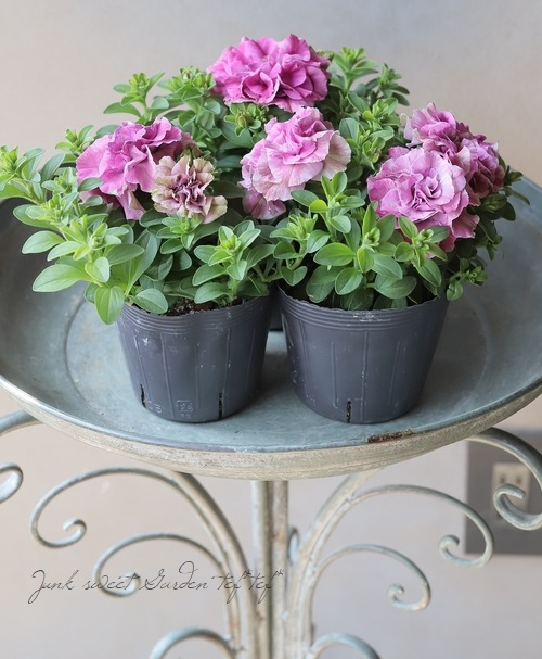 専用　ブライダルベール　ケイトウ　八重咲ペチュニア　クレイフラワー 000000021919_DyHBxFo.jpg