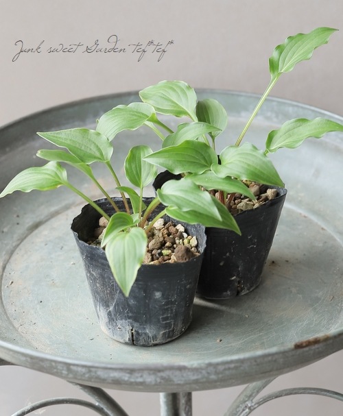 �ۥ��������ܥ��� �ش䥮�ܥ������եե����١ڸ����Ͼ����ʤ���