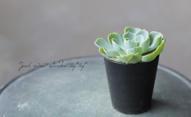 多肉植物】 『七福神』 エケベリア属☆ | すべての商品 | | Junk sweet