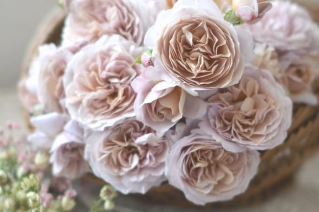 河本バラ園 バラ苗 『パニエ』 四季咲き 大株 | すべての商品 | | Junk