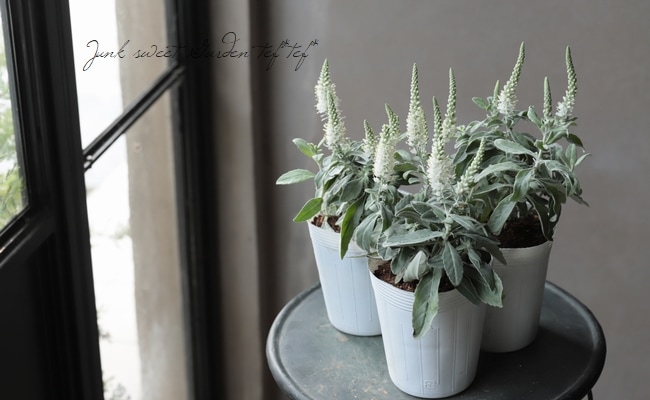 ����֥ȥ��ƥ����١�(�٥��˥�)��