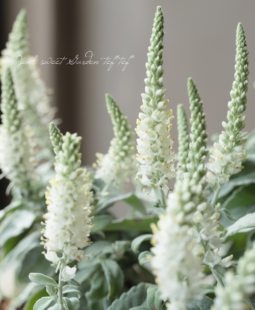 ����֥ȥ��ƥ����١�(�٥��˥�)��