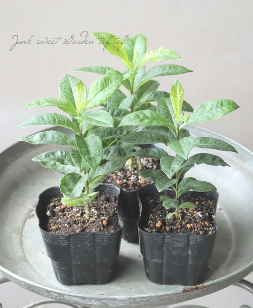 �ե��å������إ�ˡ���������ɥ֥롼��