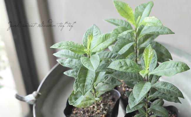 �ե��å������إ�ˡ���������ɥ֥롼��