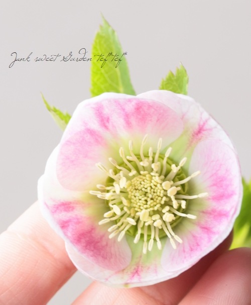 大和園】 クリスマスローズ 『パステリッシュストレイン』 2026【U