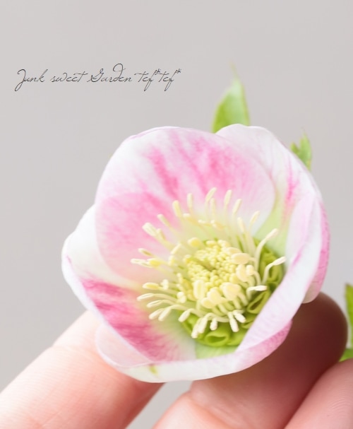 大和園】 クリスマスローズ 『パステリッシュストレイン』 2026【U