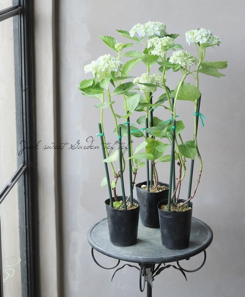 おたふく紫陽花 手まり咲き 三河千鳥 ミカワチドリ お色おまかせ 花後価格 Off すべての商品 Junk Sweet Garden Tef Tef
