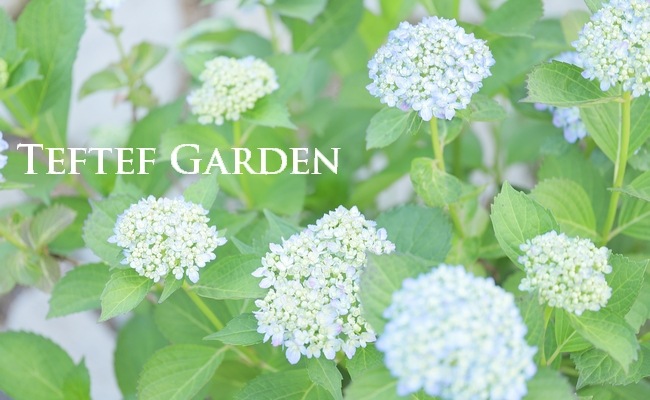 おたふく紫陽花 手まり咲き 『三河千鳥 -ミカワチドリ-』 お色おまかせ