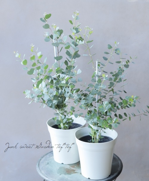 �������ϡ��ȥ꡼�ա��桼���ꡡ�إ����֥��ƥꥢ�ʡ�