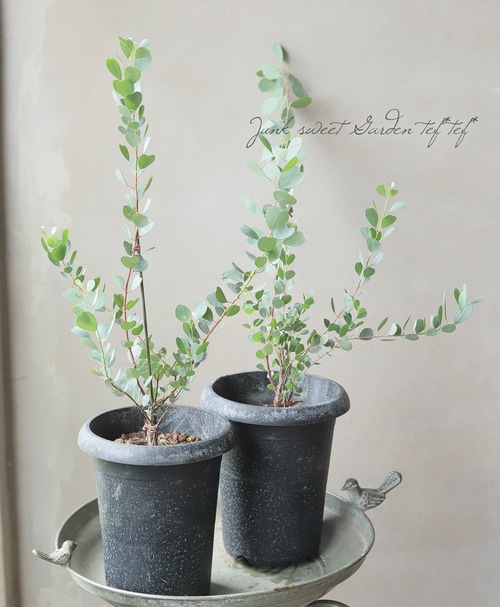 �������ϡ��ȥ꡼�ա��桼���ꡡ�إ����֥��ƥꥢ�ʡ�