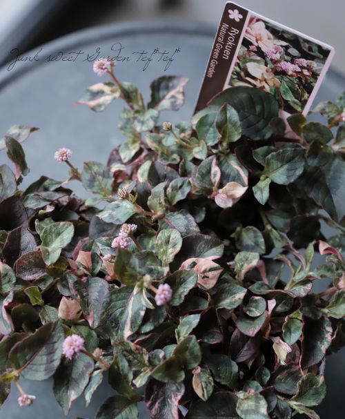 ������ݥꥴ�ʥࡡ�إХꥨ�������� �ҥ�ĥ륽��