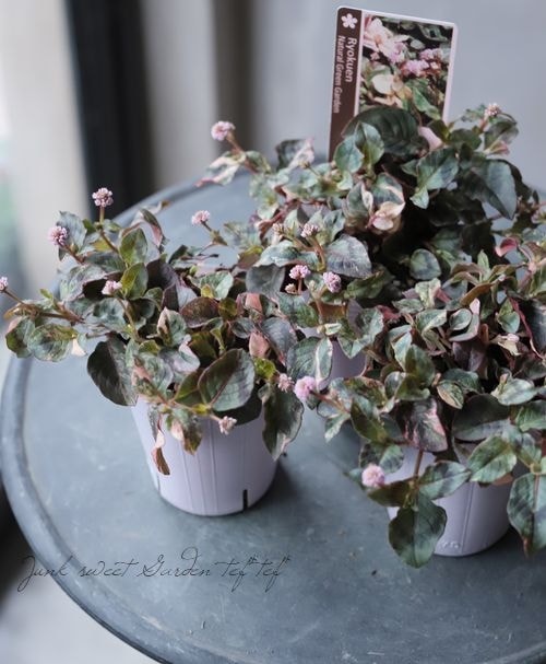 ������ݥꥴ�ʥࡡ�إХꥨ�������� �ҥ�ĥ륽��