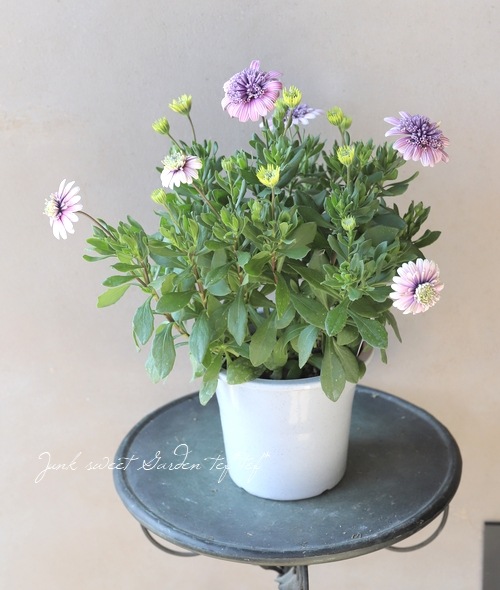 オステオスペルマム・ダブルスター 『ピンクストライプ』 | すべての