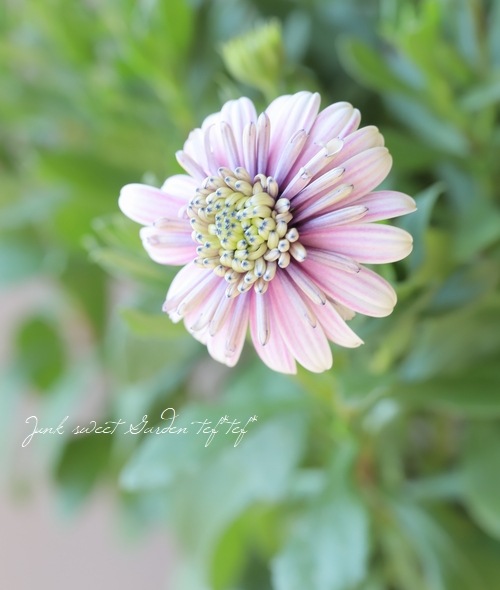 オステオスペルマム・ダブルスター 『ピンクストライプ』 | すべての