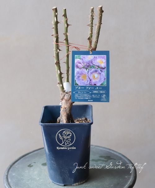 バラ苗・四季咲き 『ブルーフォーユー』 | すべての商品 | | Junk