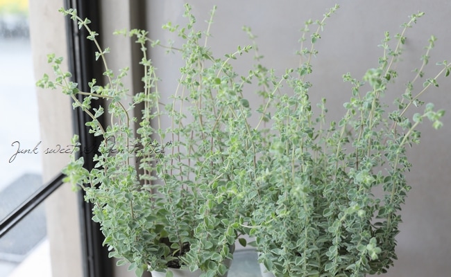 �֥��쥬�Ρ��إϥ��饤�ȡ�