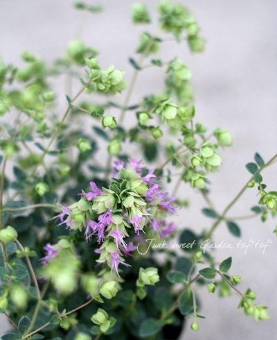 �֥��쥬�Ρ��إϥ��饤�ȡ�