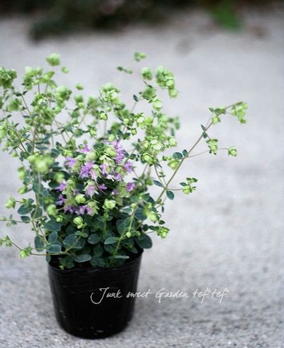 �֥��쥬�Ρ��إϥ��饤�ȡ�