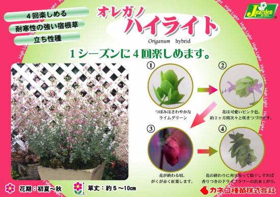 �֥��쥬�Ρ��إϥ��饤�ȡ�