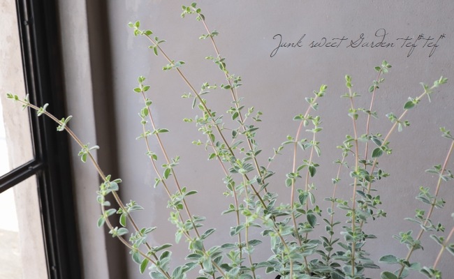 �֥��쥬�Ρ��إϥ��饤�ȡ�