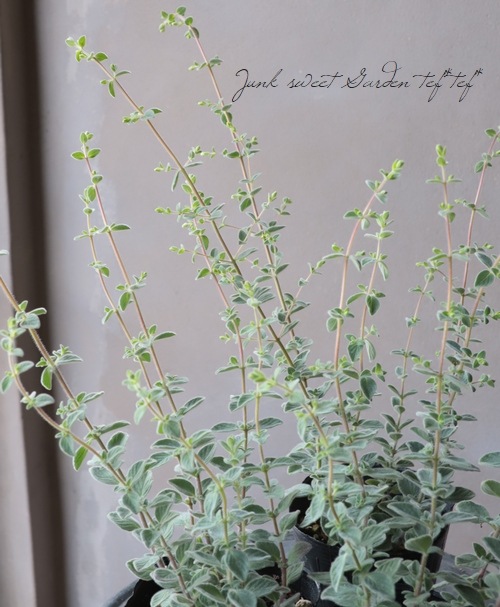 �֥��쥬�Ρ��إϥ��饤�ȡ�