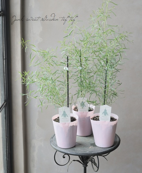 細葉ユーカリ ニコリー ペッパーミントガム ブラックペパーミント すべての商品 Junk Sweet Garden Tef Tef