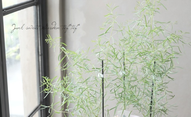 細葉ユーカリ ニコリー ペッパーミントガム ブラックペパーミント すべての商品 Junk Sweet Garden Tef Tef