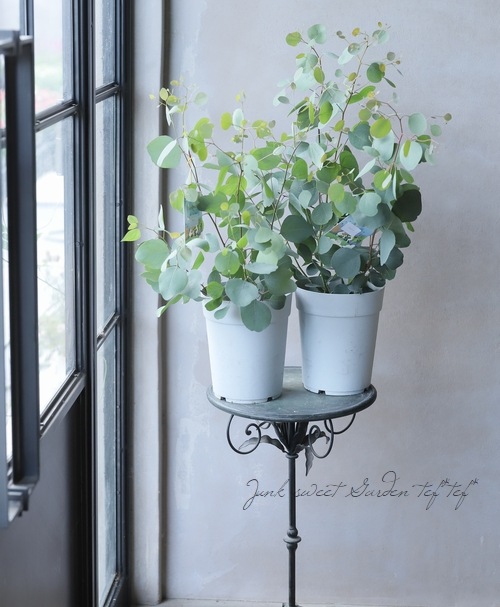 ハートリーフユーカリ ポポラス ポリアンセモス Leaf Species ユーカリ Junk Sweet Garden Tef Tef ハートリーフユーカリ ポポラス ポリアンセモス Leaf Species ユーカリ Junk Sweet Garden Tef Tef