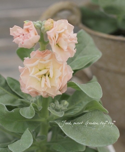 Ȭź餭ȥåإץꥳåȡ