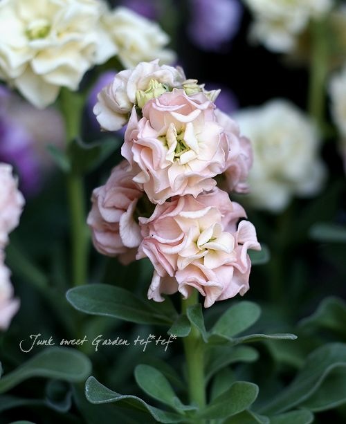 Ȭź餭ȥåإץꥳåȡ