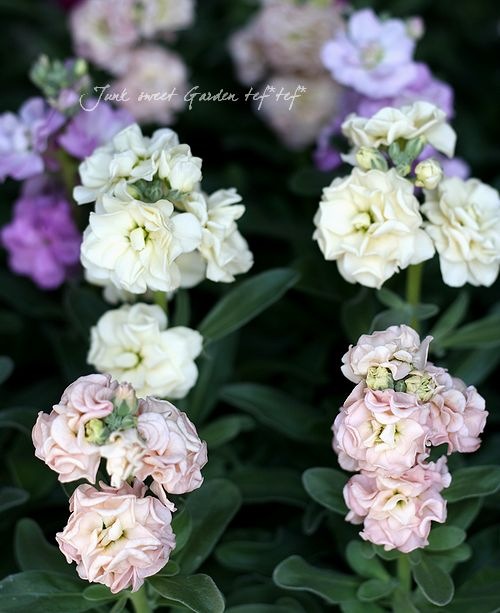 Ȭź餭ȥåإץꥳåȡ