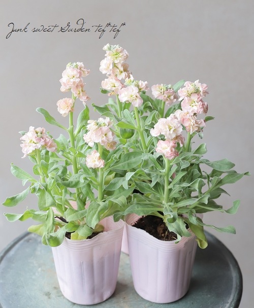 Ȭź餭ȥåإץꥳåȡ