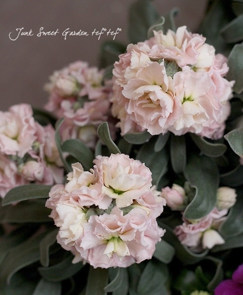 Ȭź餭ȥåإץꥳåȡ