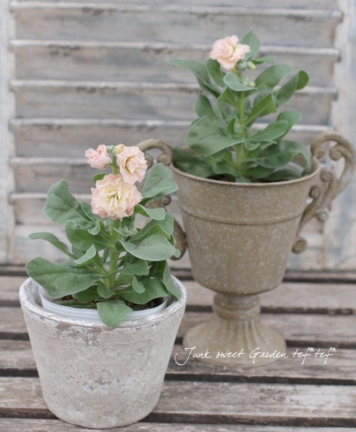 Ȭź餭ȥåإץꥳåȡ