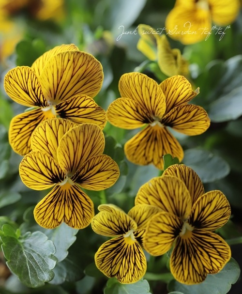 ビオラ 『タイガーアイ』 | すべての商品 | | Junk sweet Garden tef*tef*