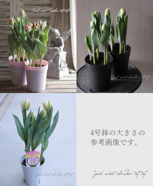 球根植物】 八重咲きチューリップ 『クリームアップスター』 | すべて