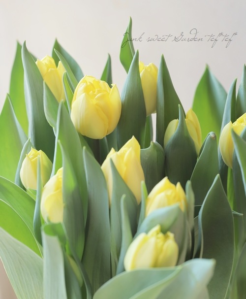 球根植物】 八重咲きチューリップ 『クリームアップスター』 | すべて