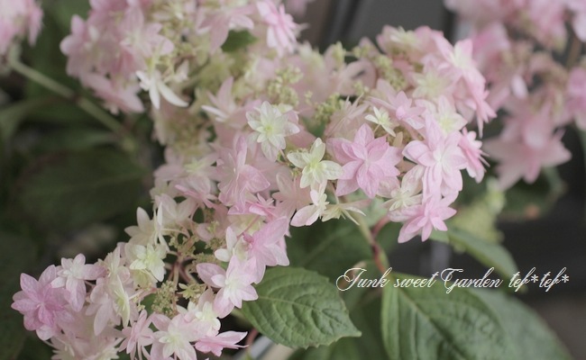 山あじさい交配種 『星咲き蝦夷紫陽花」』 | すべての商品 | | Junk