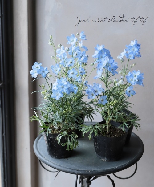 デルフィニウム 『アクアブルー』 | すべての商品 | | Junk sweet