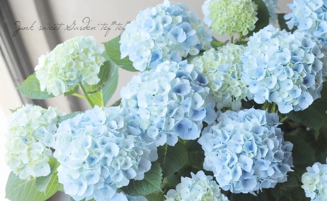 紫陽花⭐️ブルーセット⭐️3鉢⭐️マーブルソーダ⭐️ふるふる⭐️シーサイド 紫陽花 『マーブルソーダ』 ブルー | すべての商品 | | Junk sweet